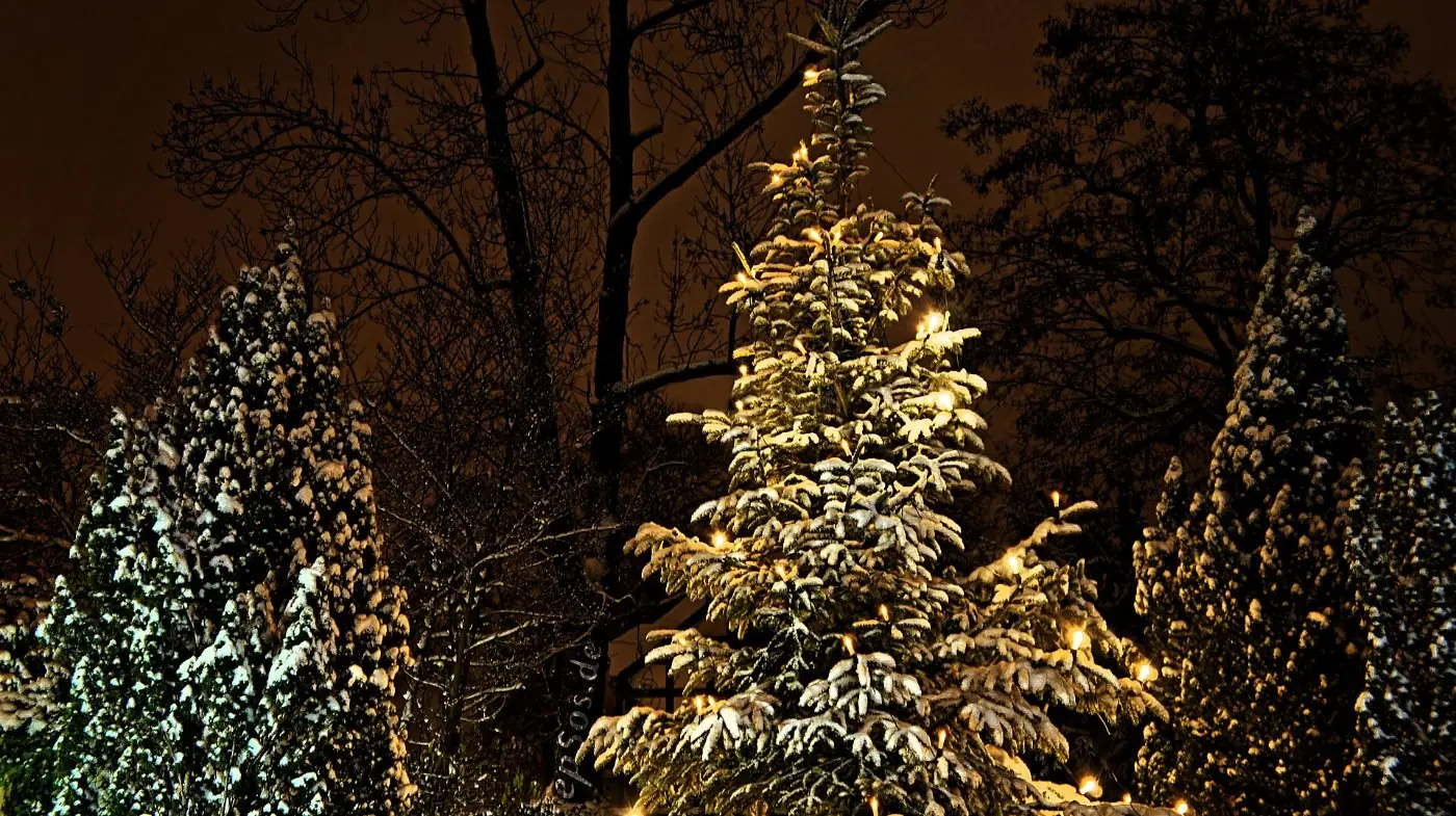 Christmas Tree Lane